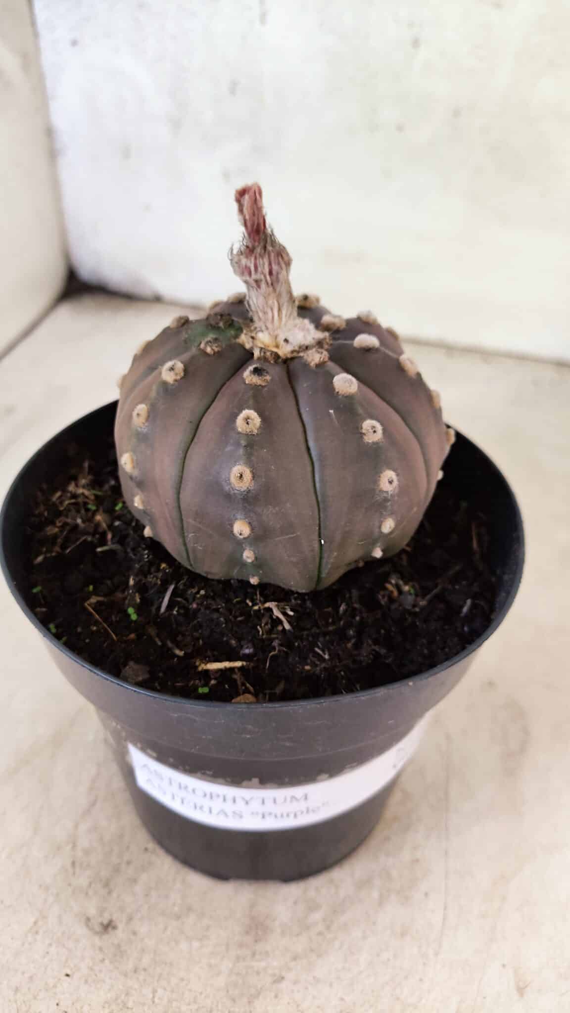 ASTROPHYTUM ASTERIAS “Purple”  Nº 1088 – vaso 15 - foto 6