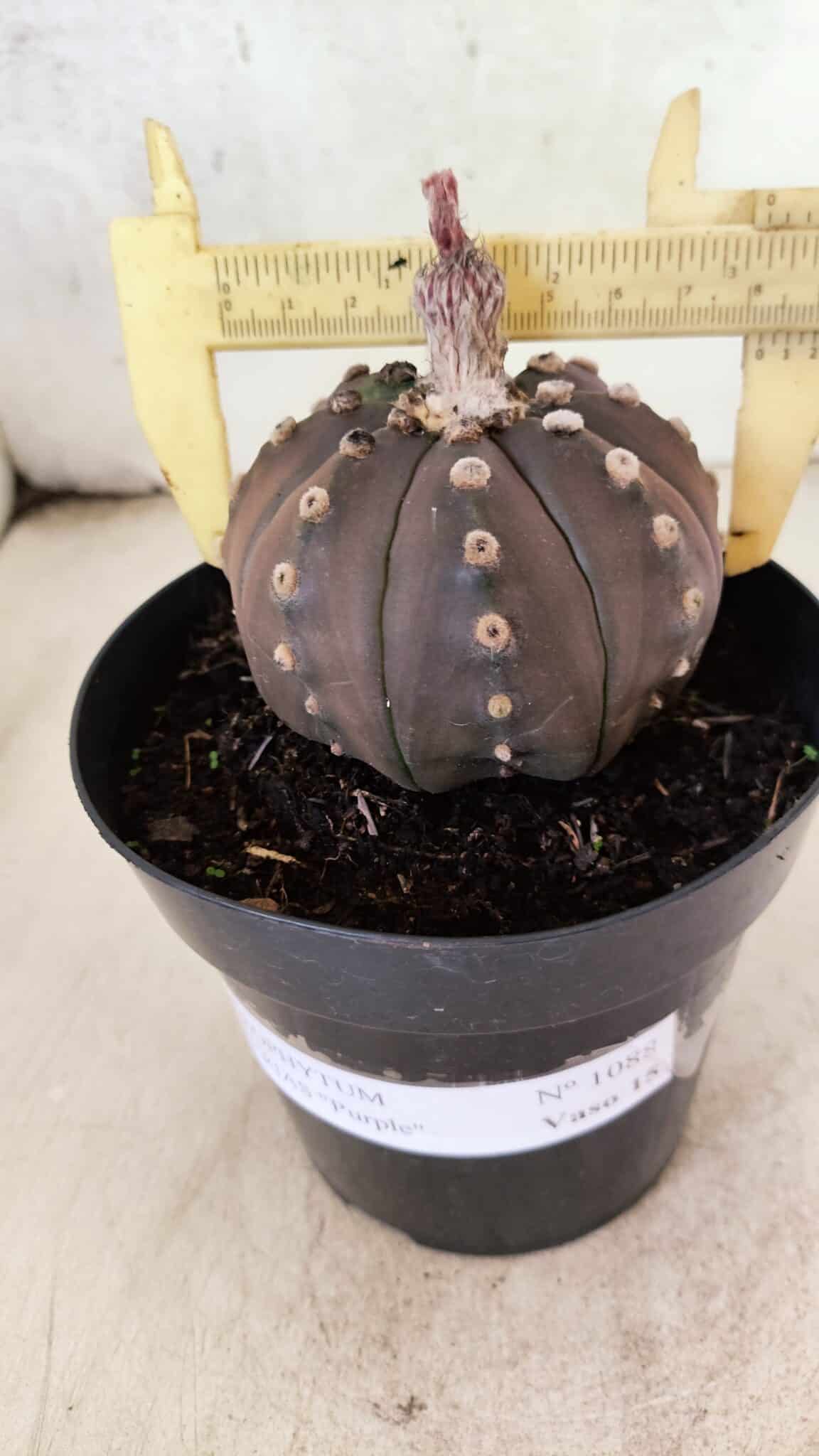 ASTROPHYTUM ASTERIAS “Purple”  Nº 1088 – vaso 15 - foto 4