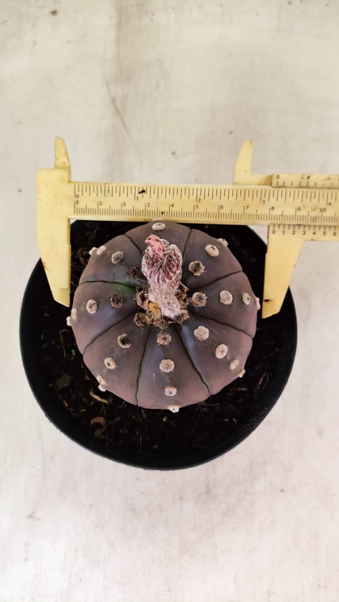 ASTROPHYTUM ASTERIAS “Purple”  Nº 1088 – vaso 15 - foto 5
