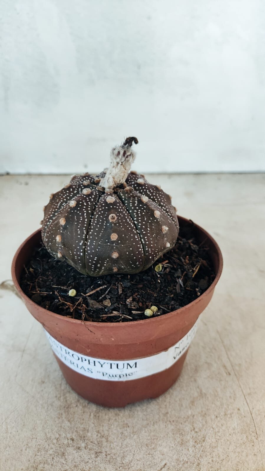 MATRIZ ASTROPHYTUM ASTÉRIAS "Purple" Nº 1090 – vaso 11 - foto 2