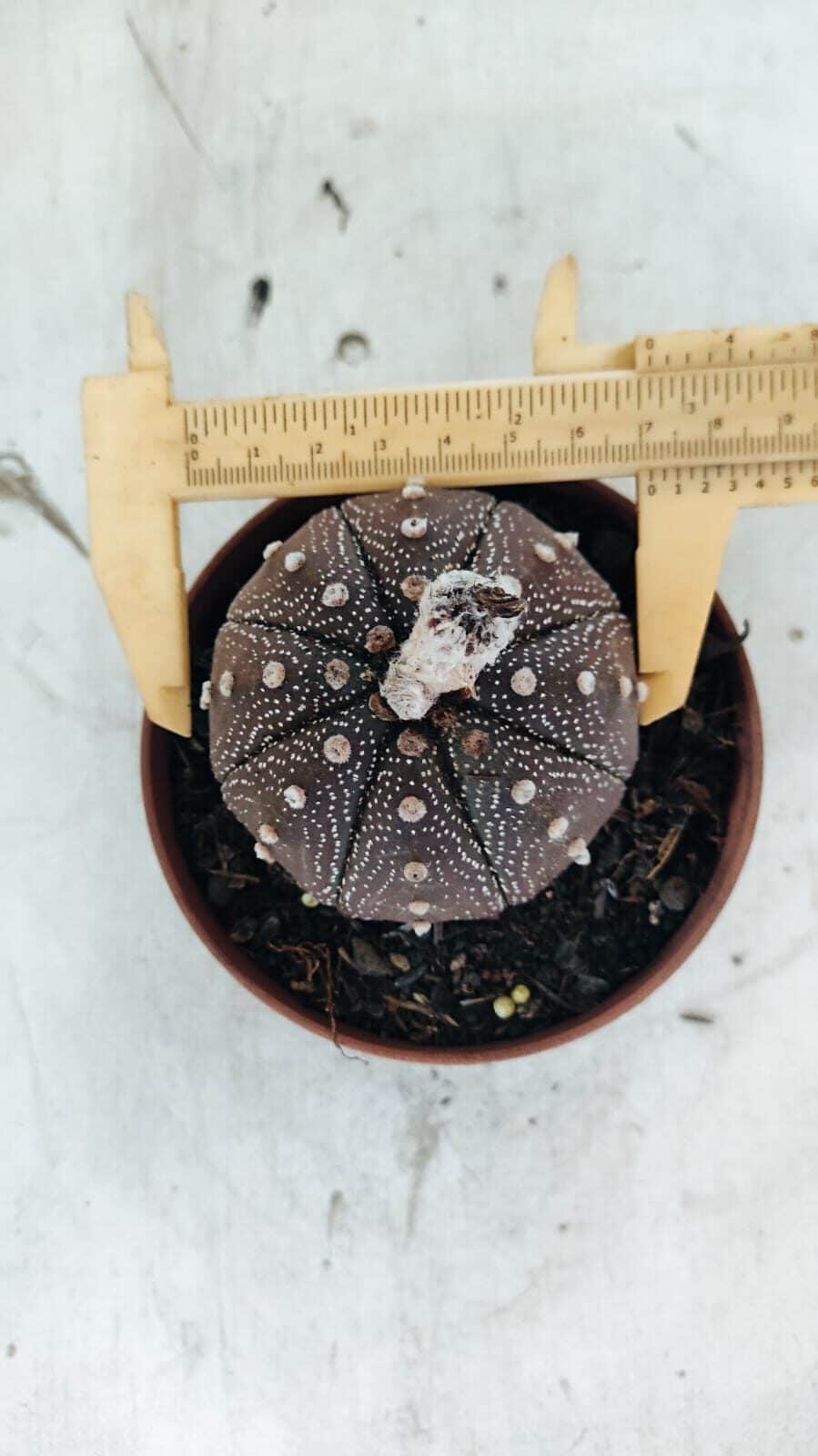 MATRIZ ASTROPHYTUM ASTÉRIAS "Purple" Nº 1090 – vaso 11 - foto 5