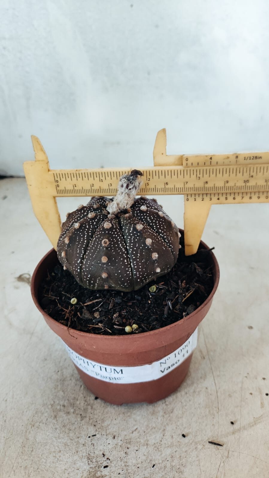 MATRIZ ASTROPHYTUM ASTÉRIAS "Purple" Nº 1090 – vaso 11 - foto 4