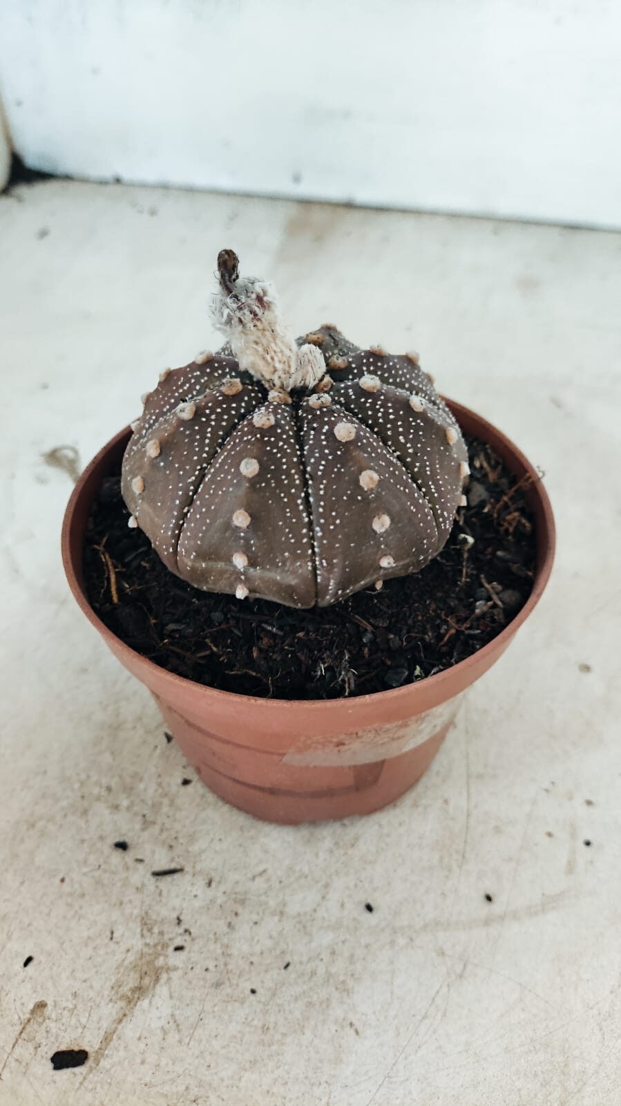 MATRIZ ASTROPHYTUM ASTÉRIAS "Purple" Nº 1090 – vaso 11 - foto 9