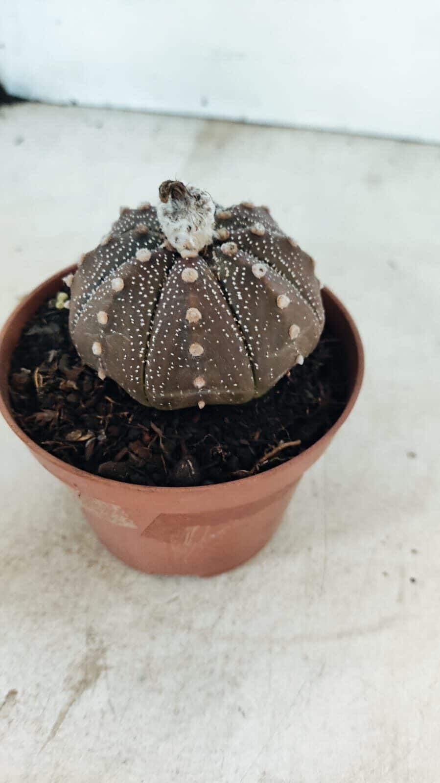 MATRIZ ASTROPHYTUM ASTÉRIAS "Purple" Nº 1090 – vaso 11 - foto 8