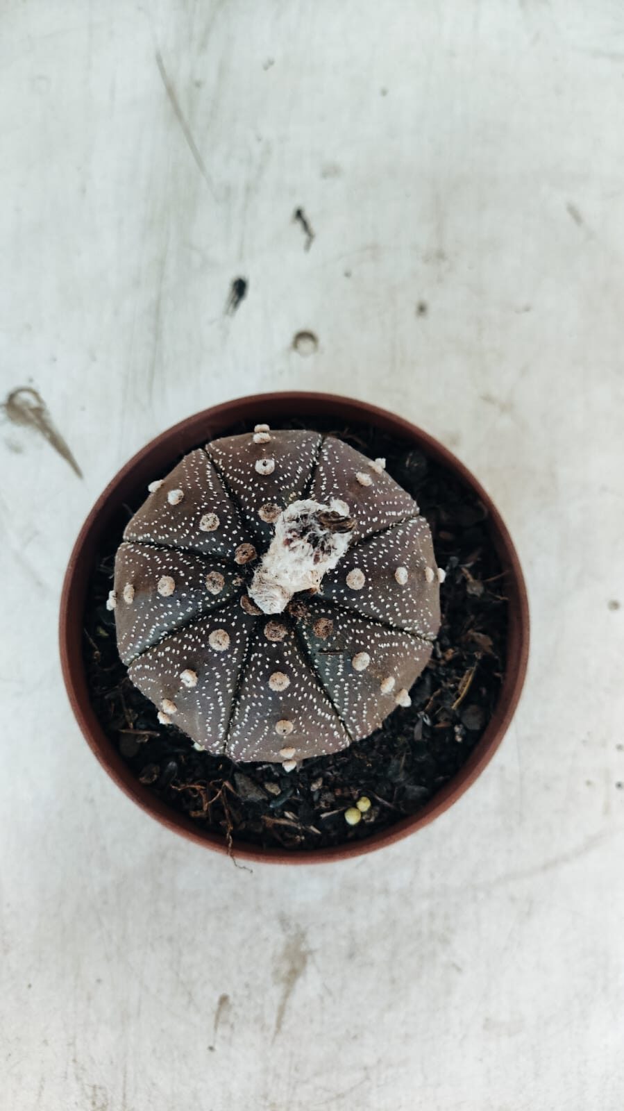 MATRIZ ASTROPHYTUM ASTÉRIAS "Purple" Nº 1090 – vaso 11 - foto 3