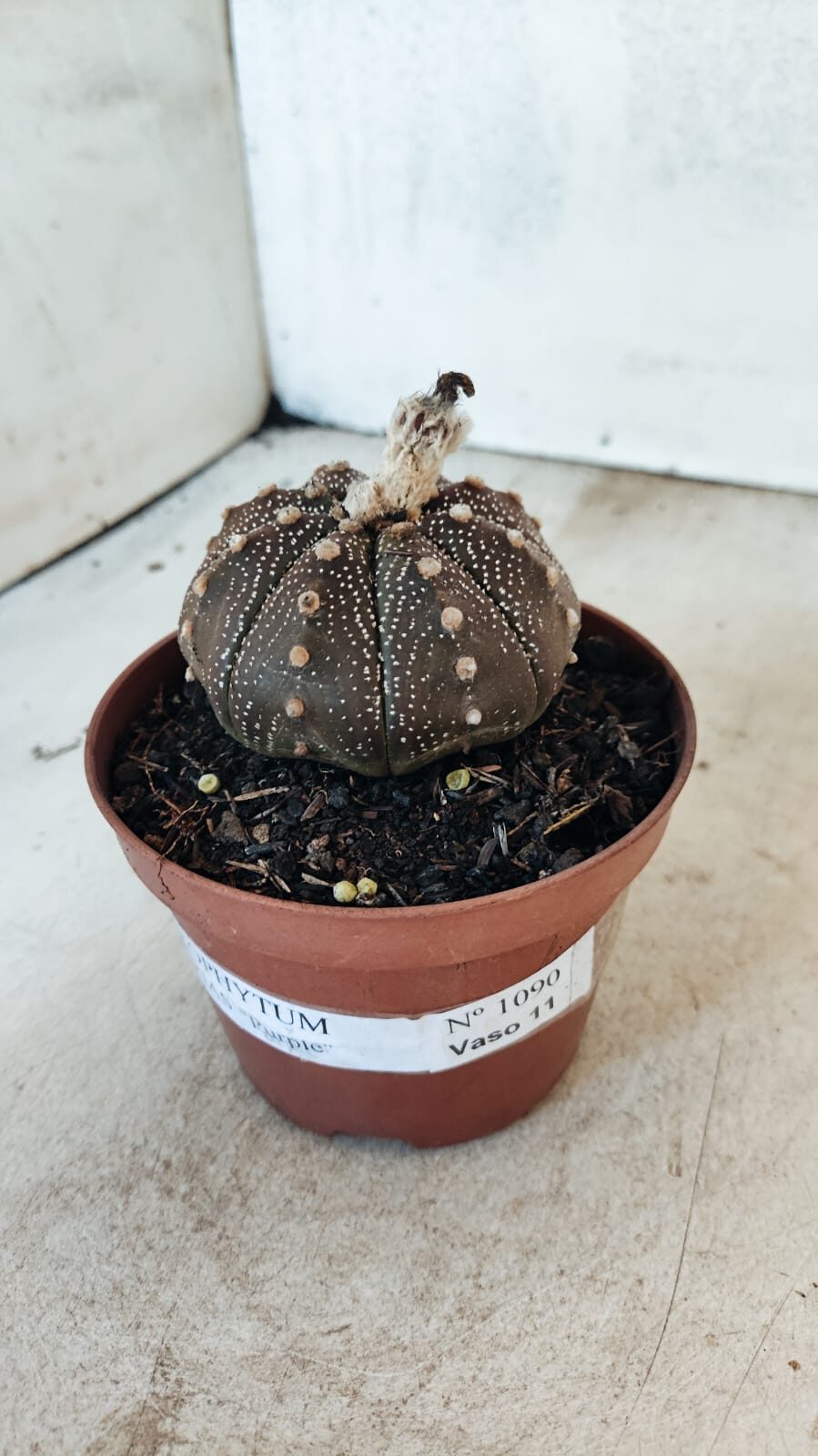 MATRIZ ASTROPHYTUM ASTÉRIAS "Purple" Nº 1090 – vaso 11 - foto 7