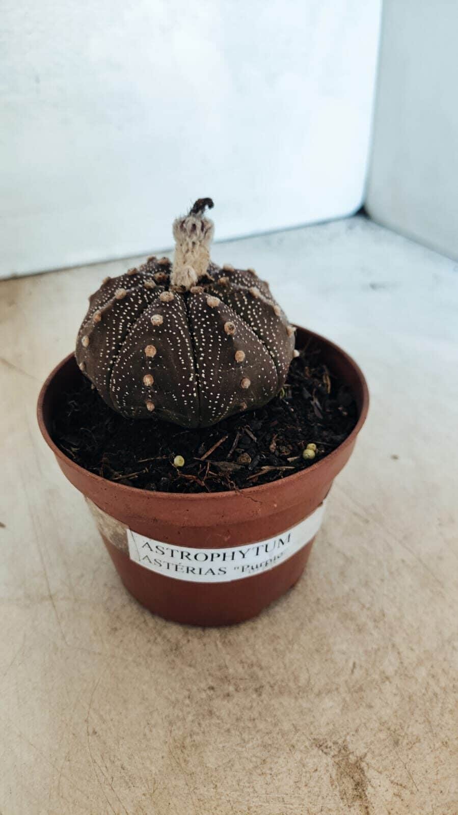 MATRIZ ASTROPHYTUM ASTÉRIAS "Purple" Nº 1090 – vaso 11 - foto 6
