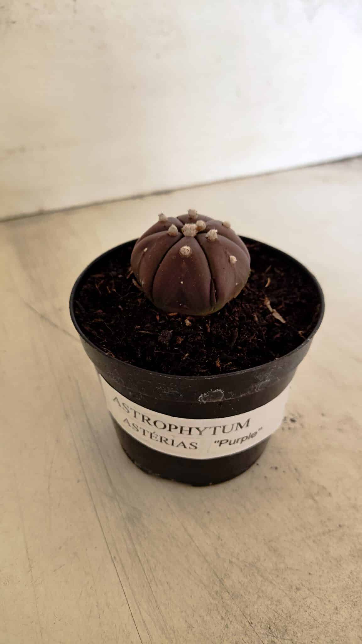 ASTROPHYTUM ASTERIAS “Purple - 6 Ribs”  Nº 1097 – vaso 09 - foto 2