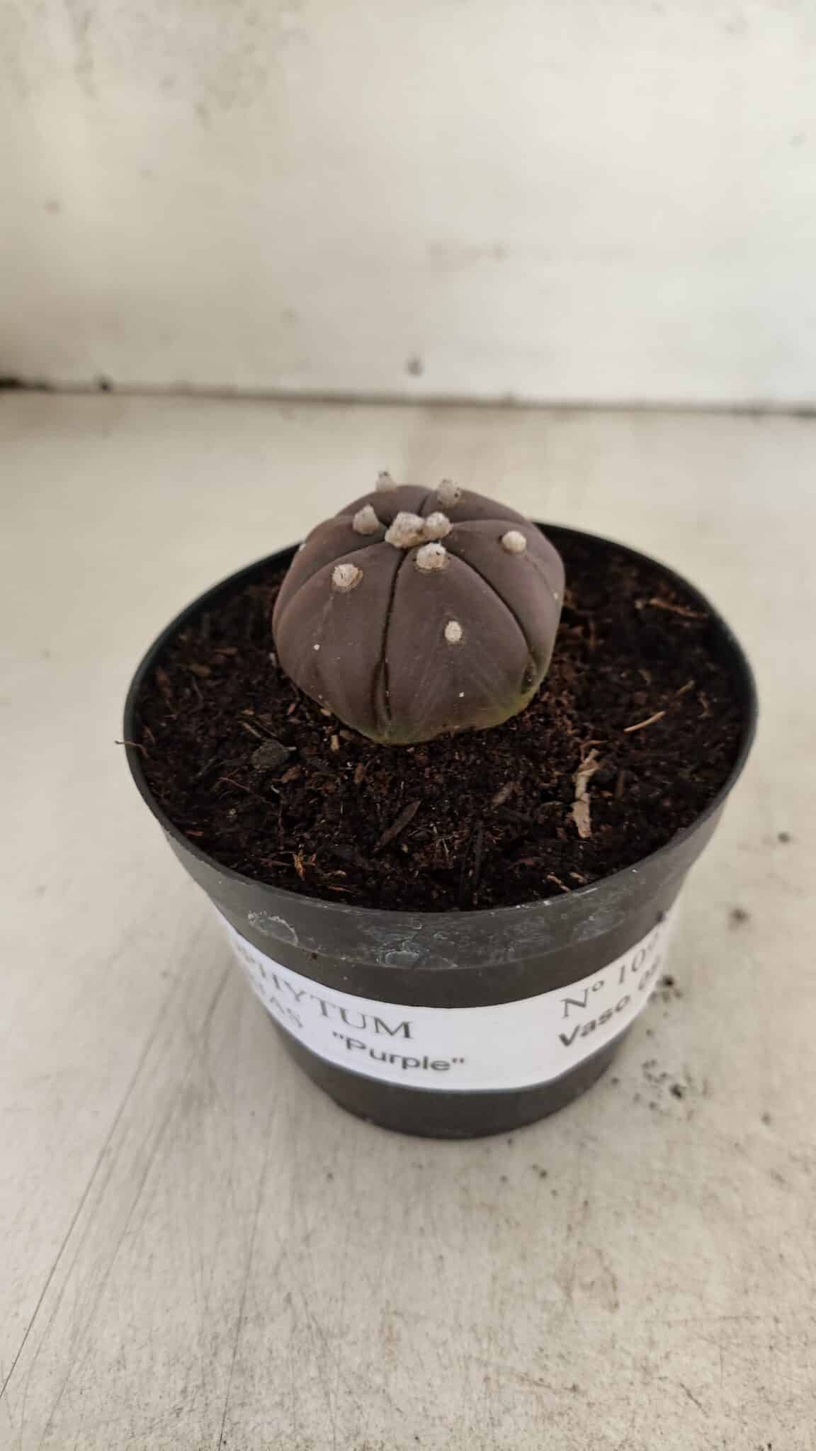 ASTROPHYTUM ASTERIAS “Purple - 6 Ribs”  Nº 1097 – vaso 09 - foto 8