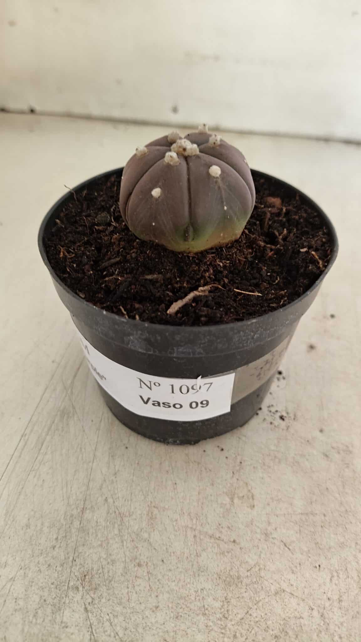 ASTROPHYTUM ASTERIAS “Purple - 6 Ribs”  Nº 1097 – vaso 09 - foto 7