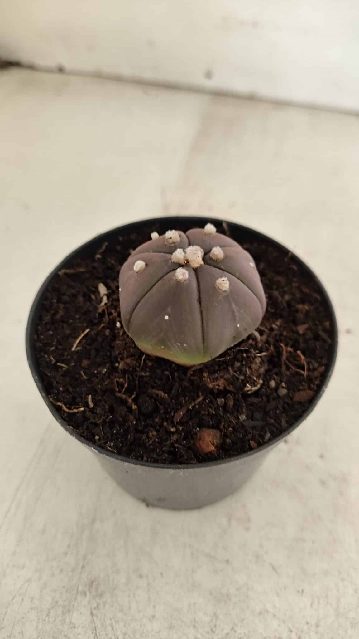 ASTROPHYTUM ASTERIAS “Purple - 6 Ribs”  Nº 1097 – vaso 09 - foto 6