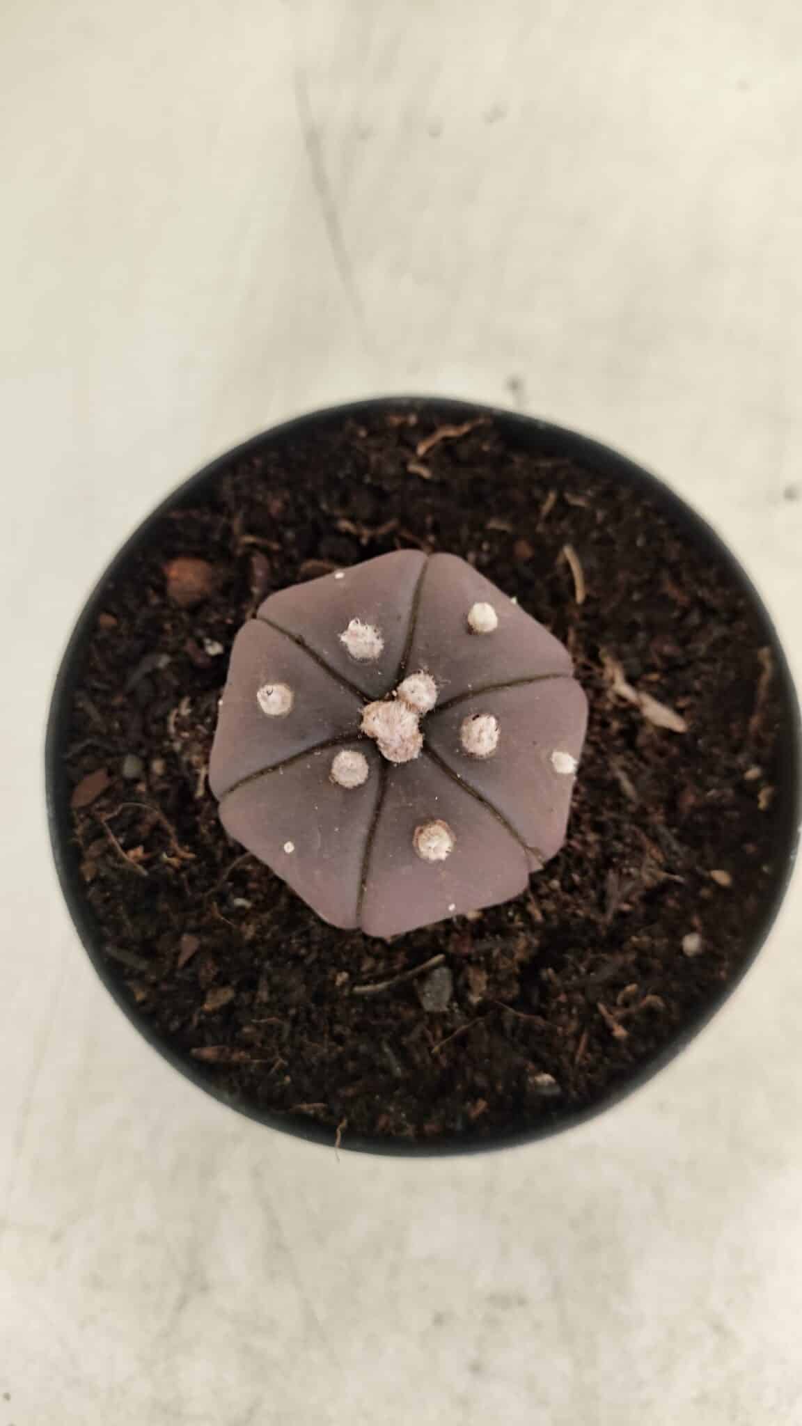 ASTROPHYTUM ASTERIAS “Purple - 6 Ribs”  Nº 1097 – vaso 09 - foto 3