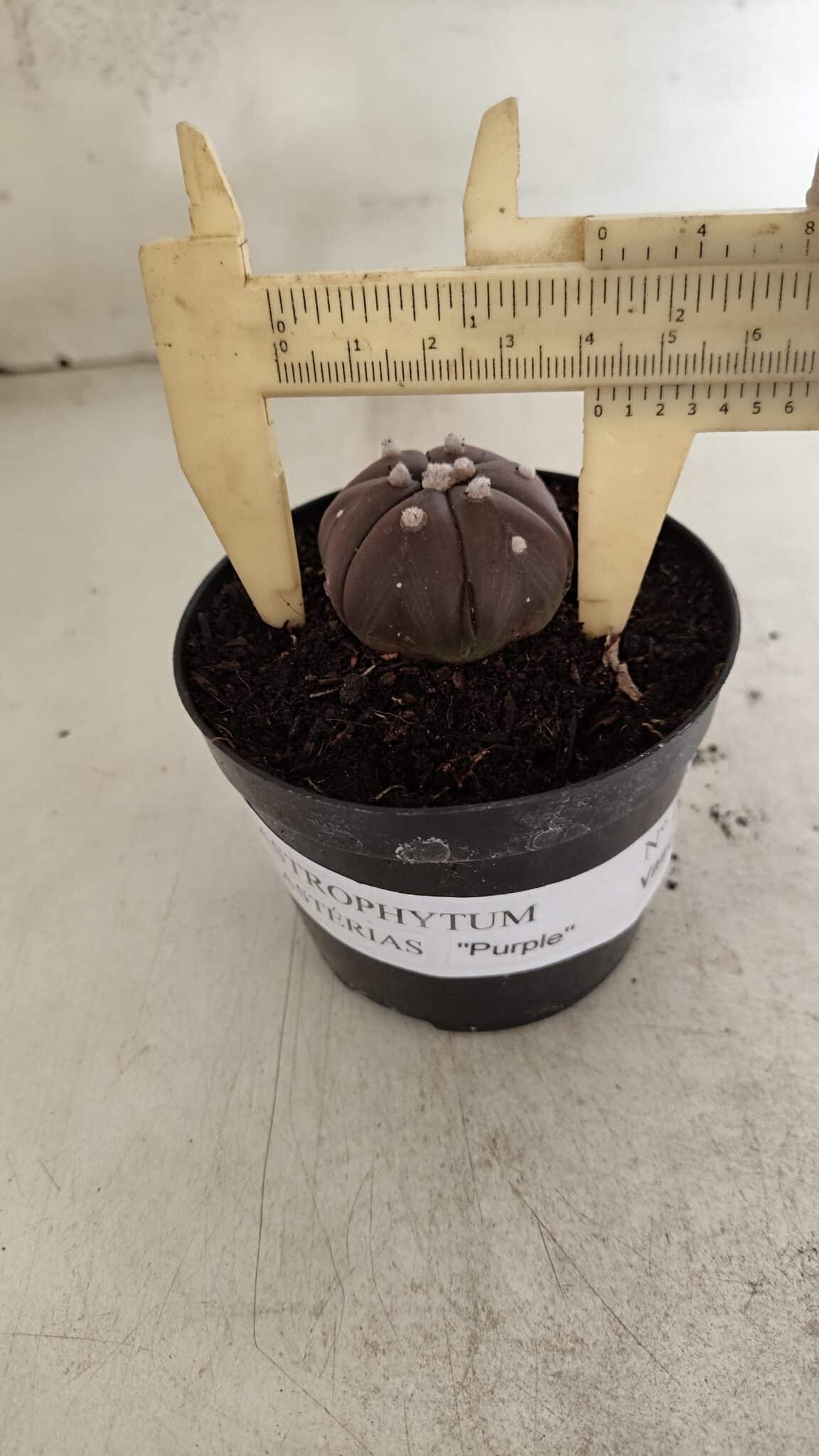 ASTROPHYTUM ASTERIAS “Purple - 6 Ribs”  Nº 1097 – vaso 09 - foto 4