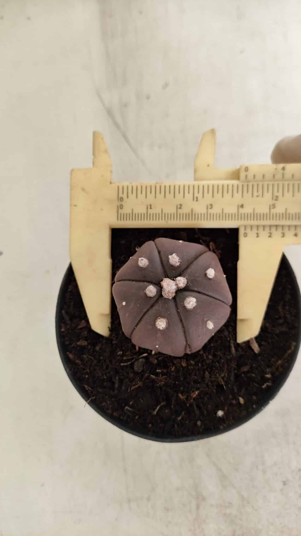 ASTROPHYTUM ASTERIAS “Purple - 6 Ribs”  Nº 1097 – vaso 09 - foto 5