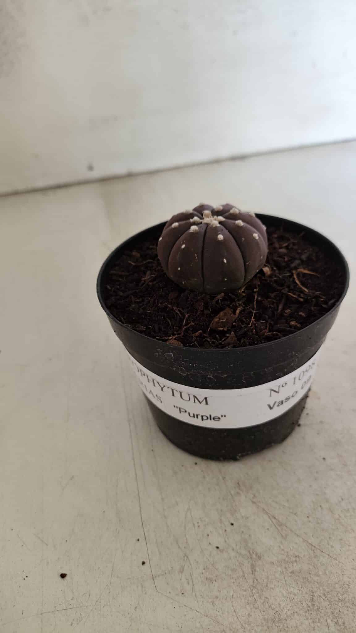 ASTROPHYTUM ASTERIAS “Purple”  Nº 1098 – vaso 09 - foto 2