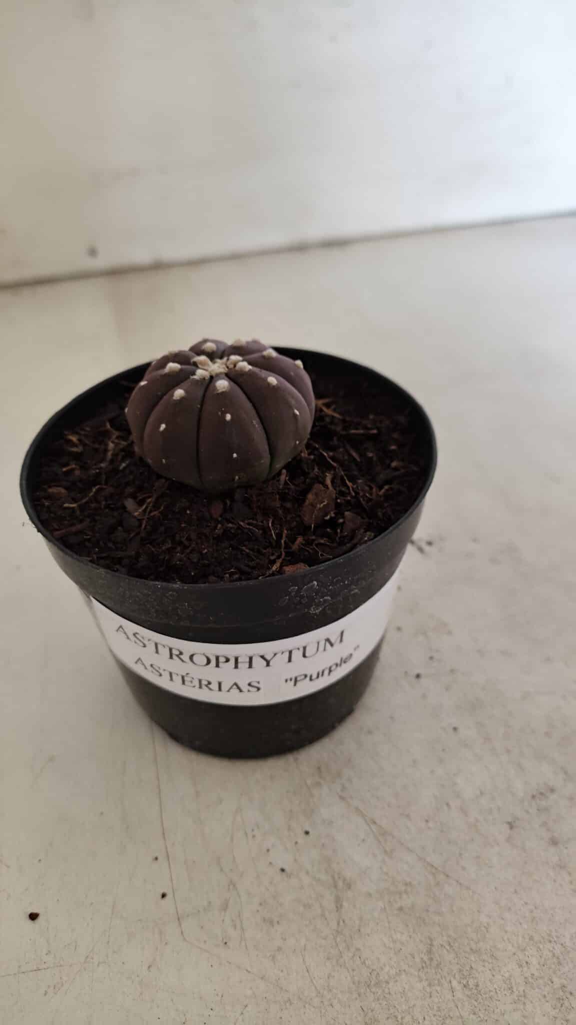 ASTROPHYTUM ASTERIAS “Purple”  Nº 1098 – vaso 09 - foto 9