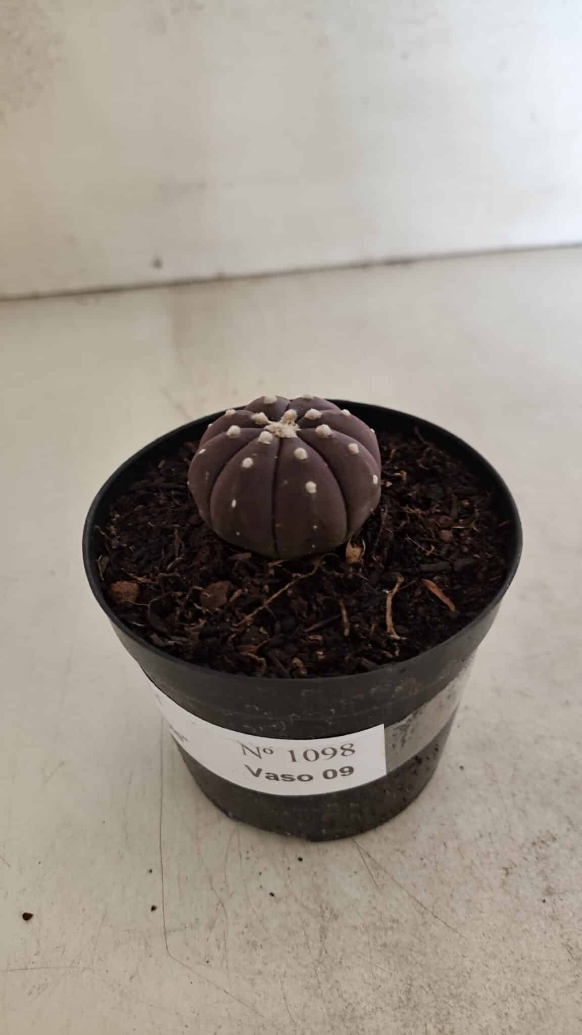 ASTROPHYTUM ASTERIAS “Purple”  Nº 1098 – vaso 09 - foto 8