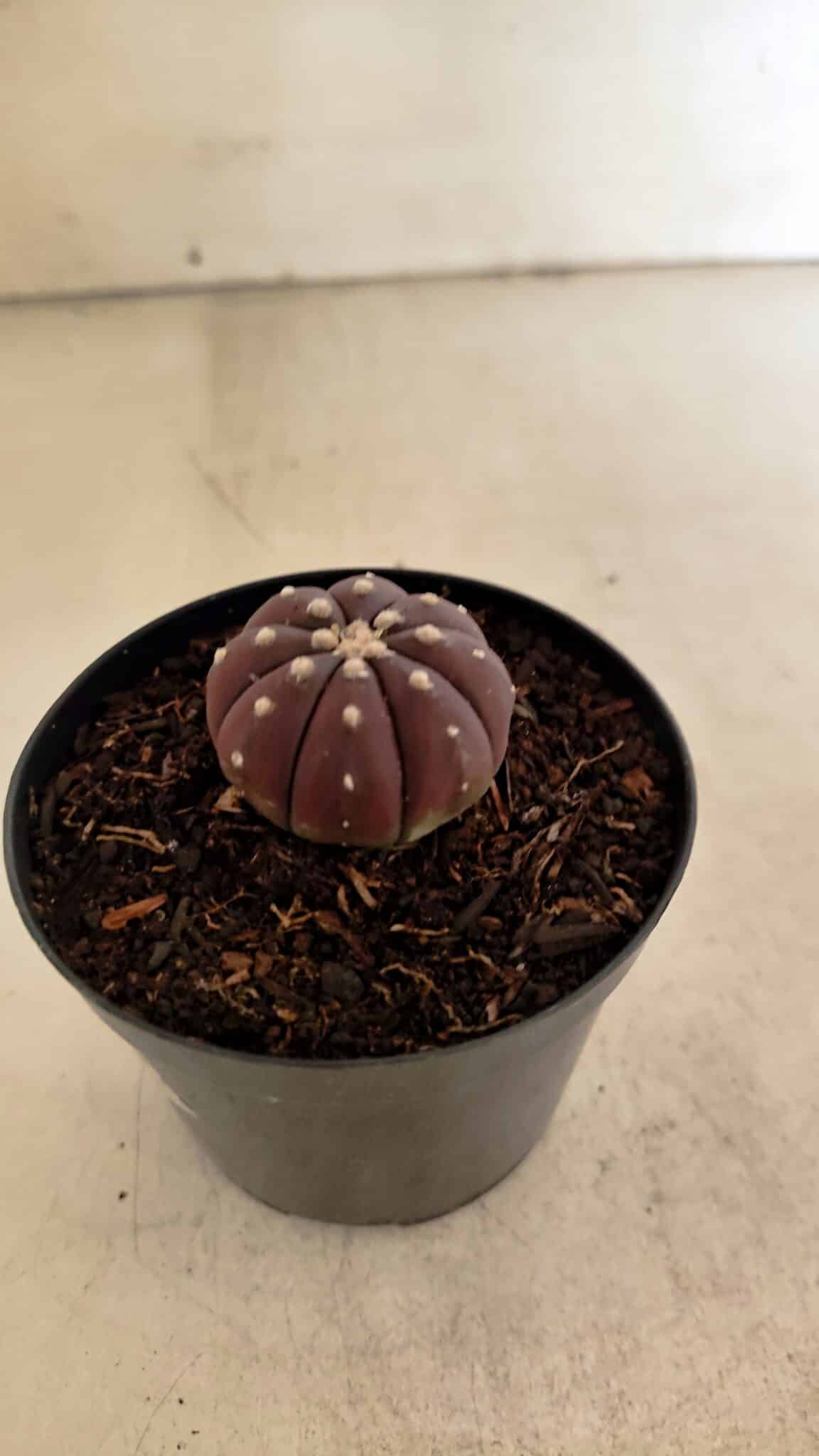 ASTROPHYTUM ASTERIAS “Purple”  Nº 1098 – vaso 09 - foto 7