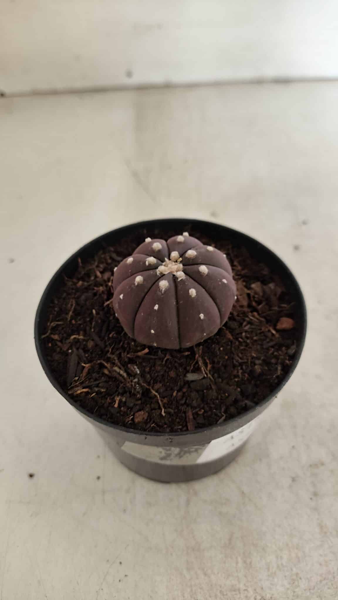 ASTROPHYTUM ASTERIAS “Purple”  Nº 1098 – vaso 09 - foto 6