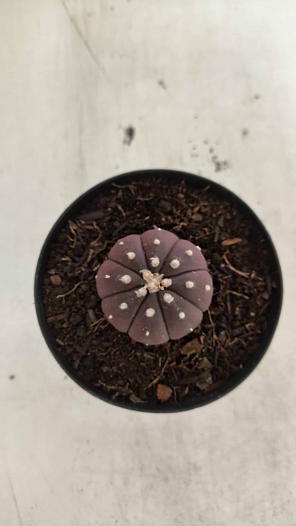 ASTROPHYTUM ASTERIAS “Purple”  Nº 1098 – vaso 09 - foto 3