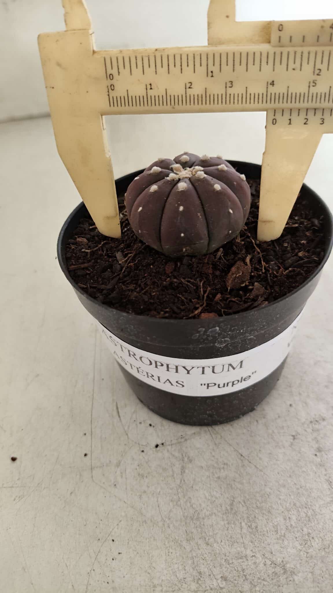 ASTROPHYTUM ASTERIAS “Purple”  Nº 1098 – vaso 09 - foto 4