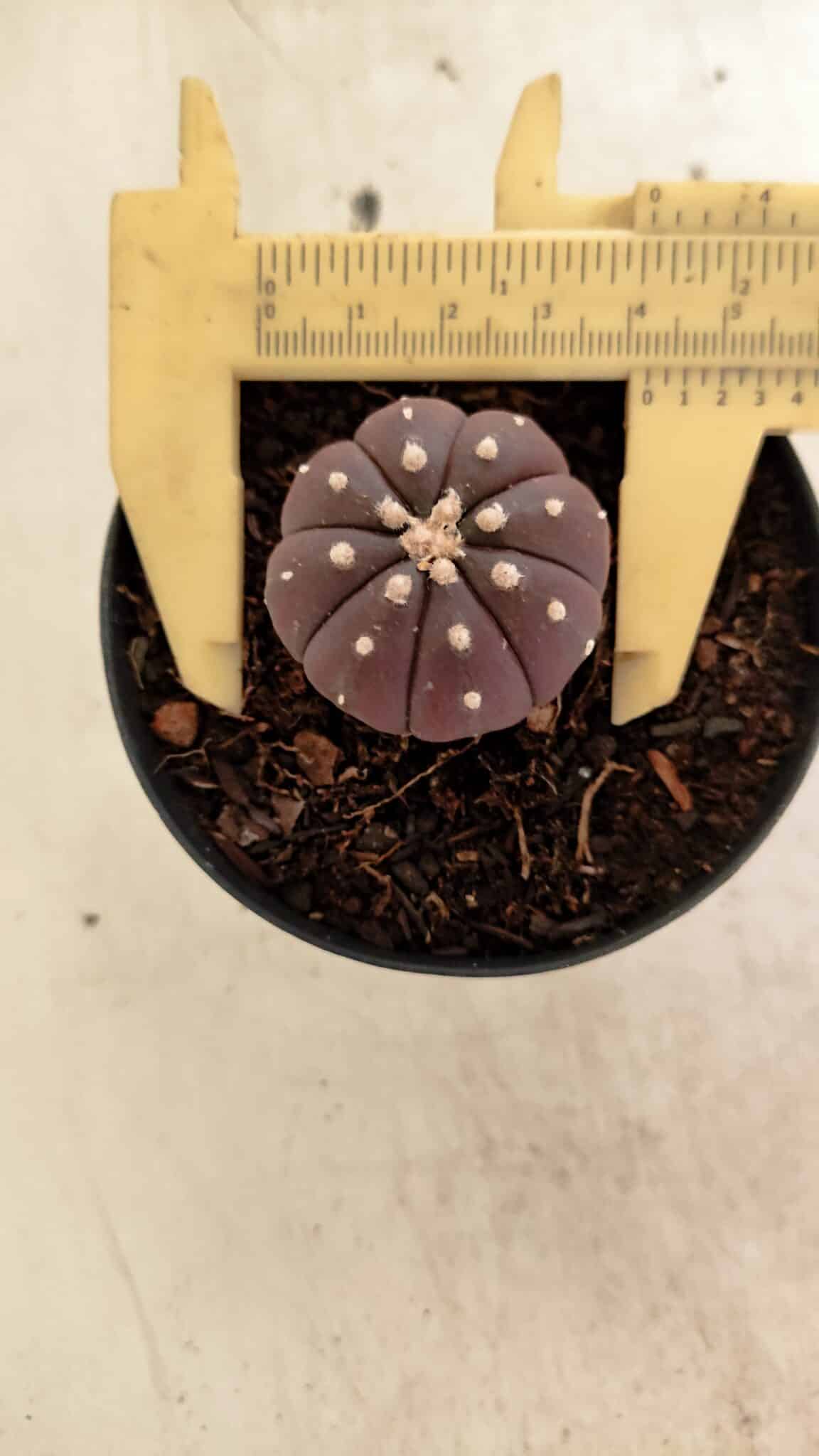 ASTROPHYTUM ASTERIAS “Purple”  Nº 1098 – vaso 09 - foto 5
