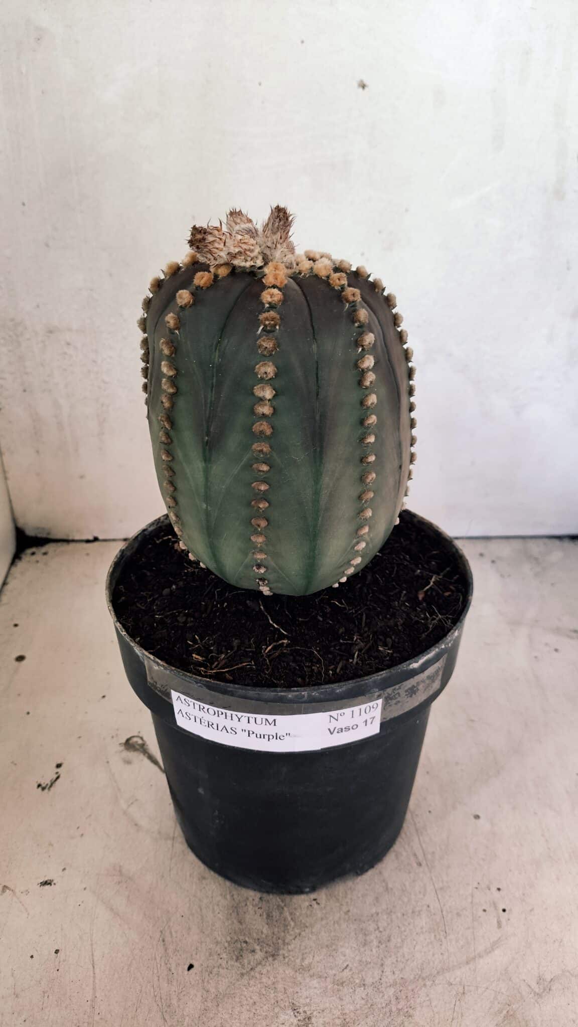 MATRIZ ASTROPHYTUM ASTÉRIAS "Purple" Nº 1109 – vaso 17 - foto 2
