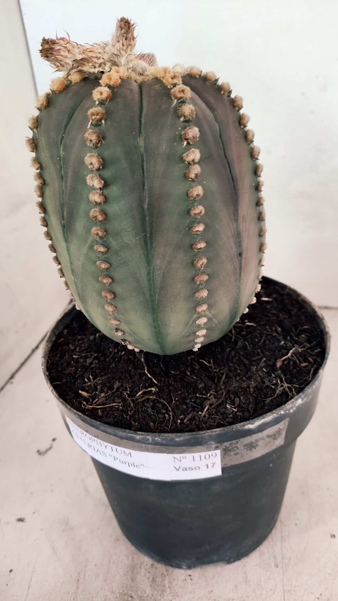 MATRIZ ASTROPHYTUM ASTÉRIAS "Purple" Nº 1109 – vaso 17 - foto 10