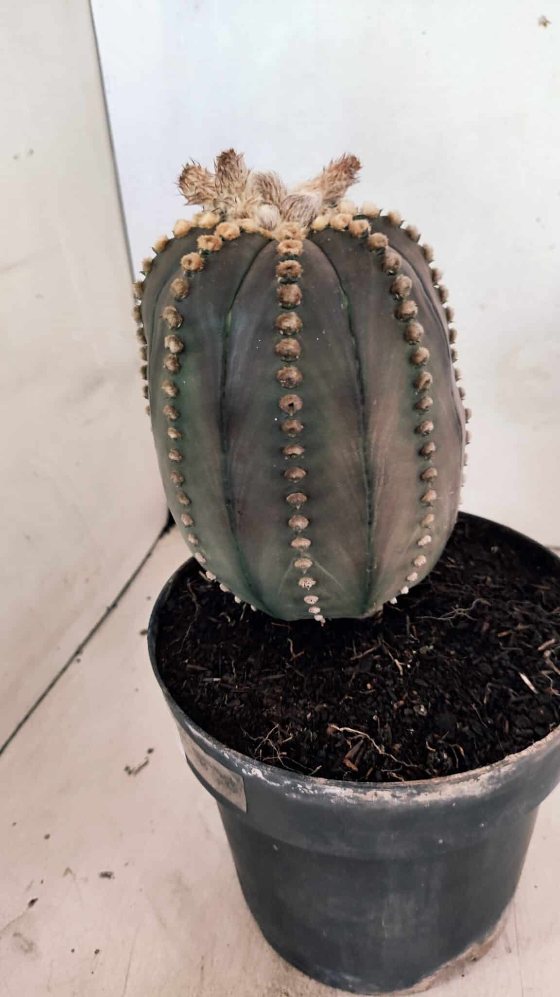 MATRIZ ASTROPHYTUM ASTÉRIAS "Purple" Nº 1109 – vaso 17 - foto 9