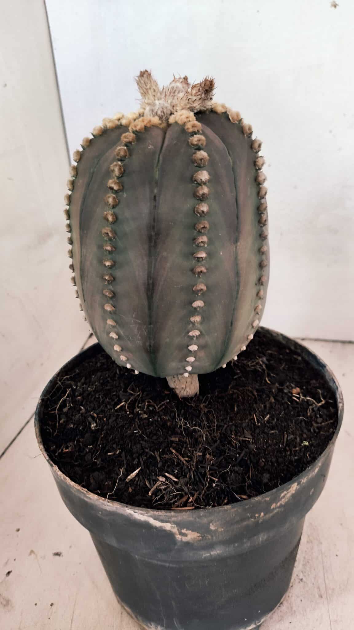 MATRIZ ASTROPHYTUM ASTÉRIAS "Purple" Nº 1109 – vaso 17 - foto 8