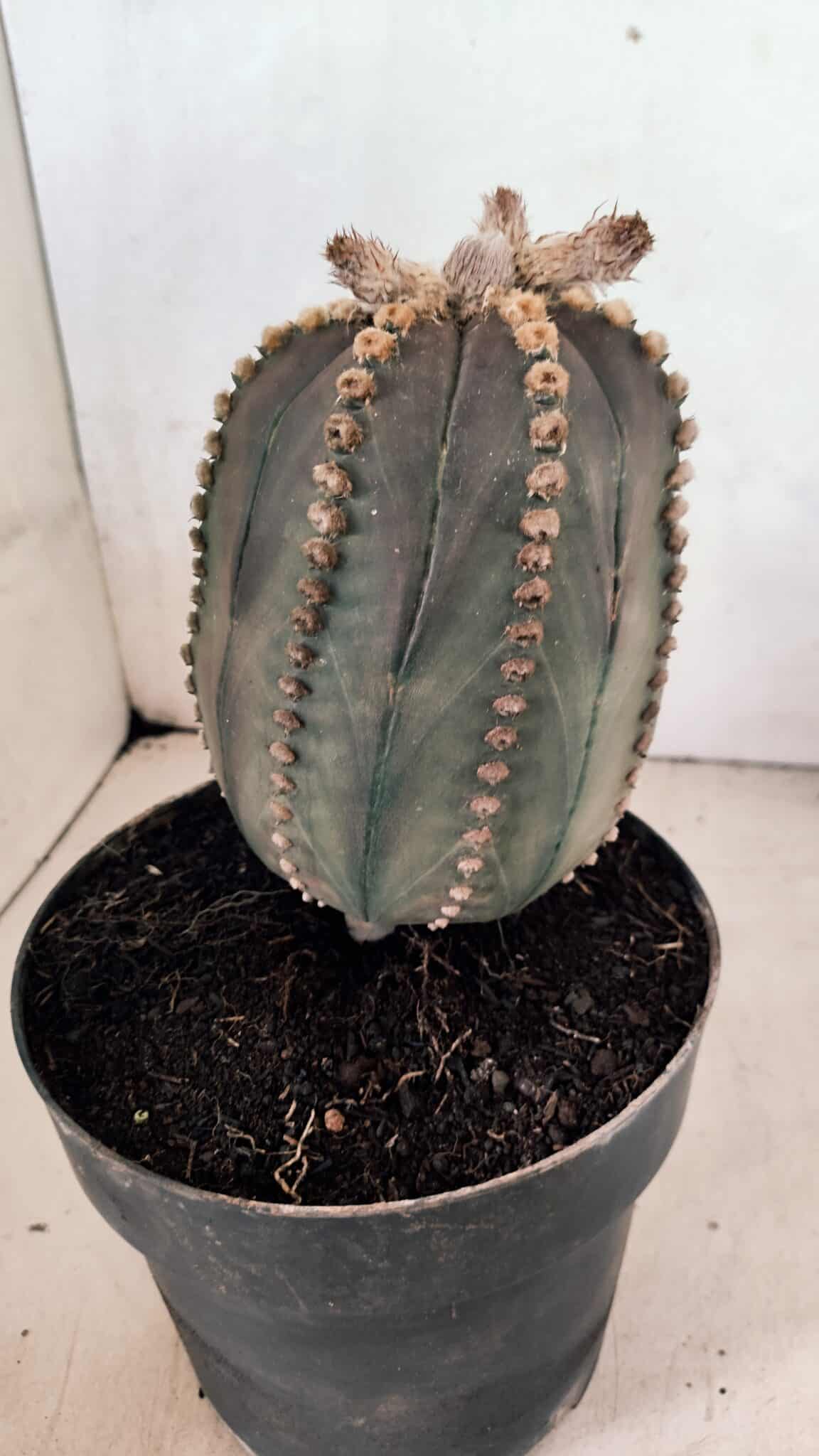 MATRIZ ASTROPHYTUM ASTÉRIAS "Purple" Nº 1109 – vaso 17 - foto 7
