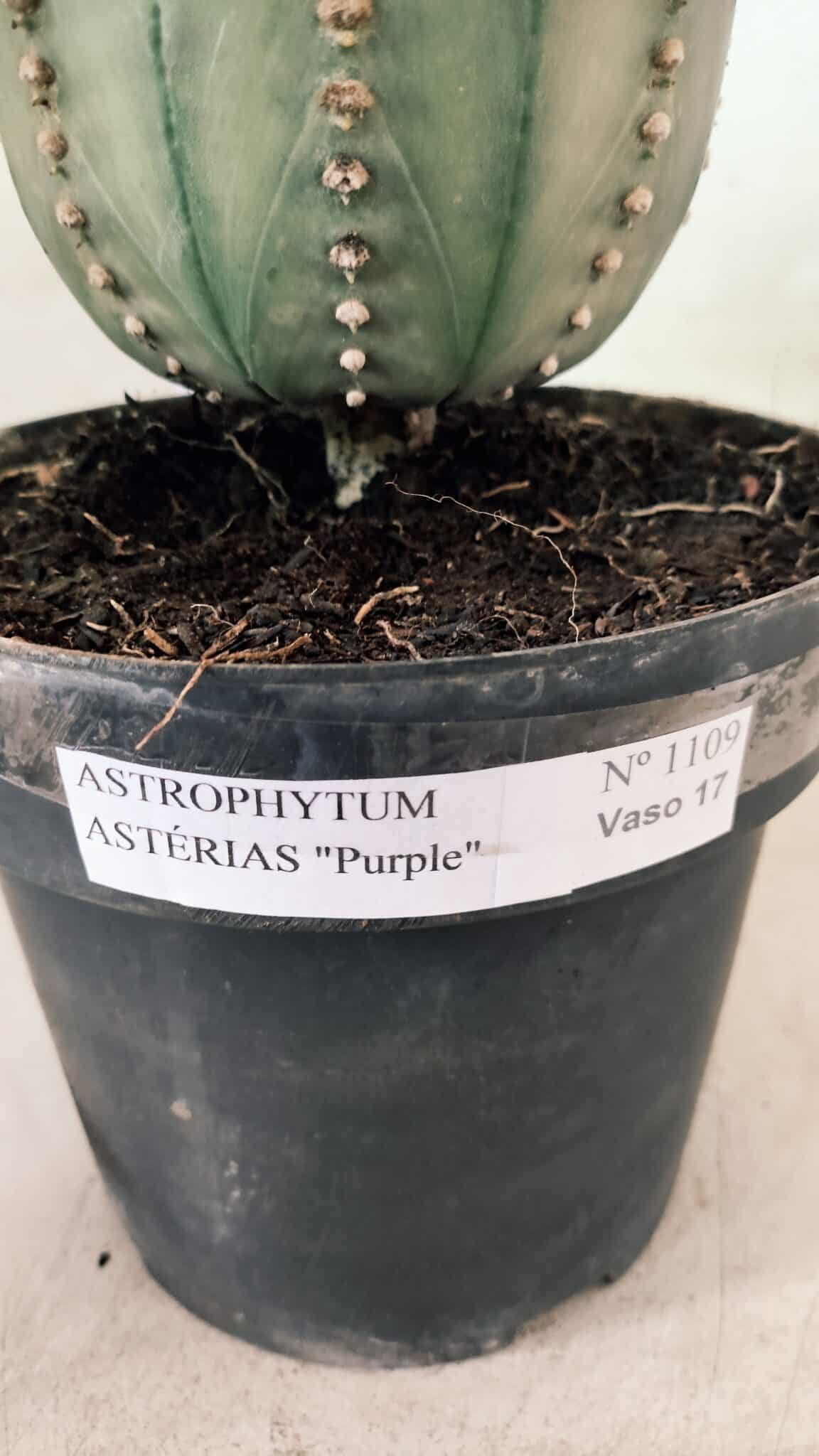 MATRIZ ASTROPHYTUM ASTÉRIAS "Purple" Nº 1109 – vaso 17 - foto 6