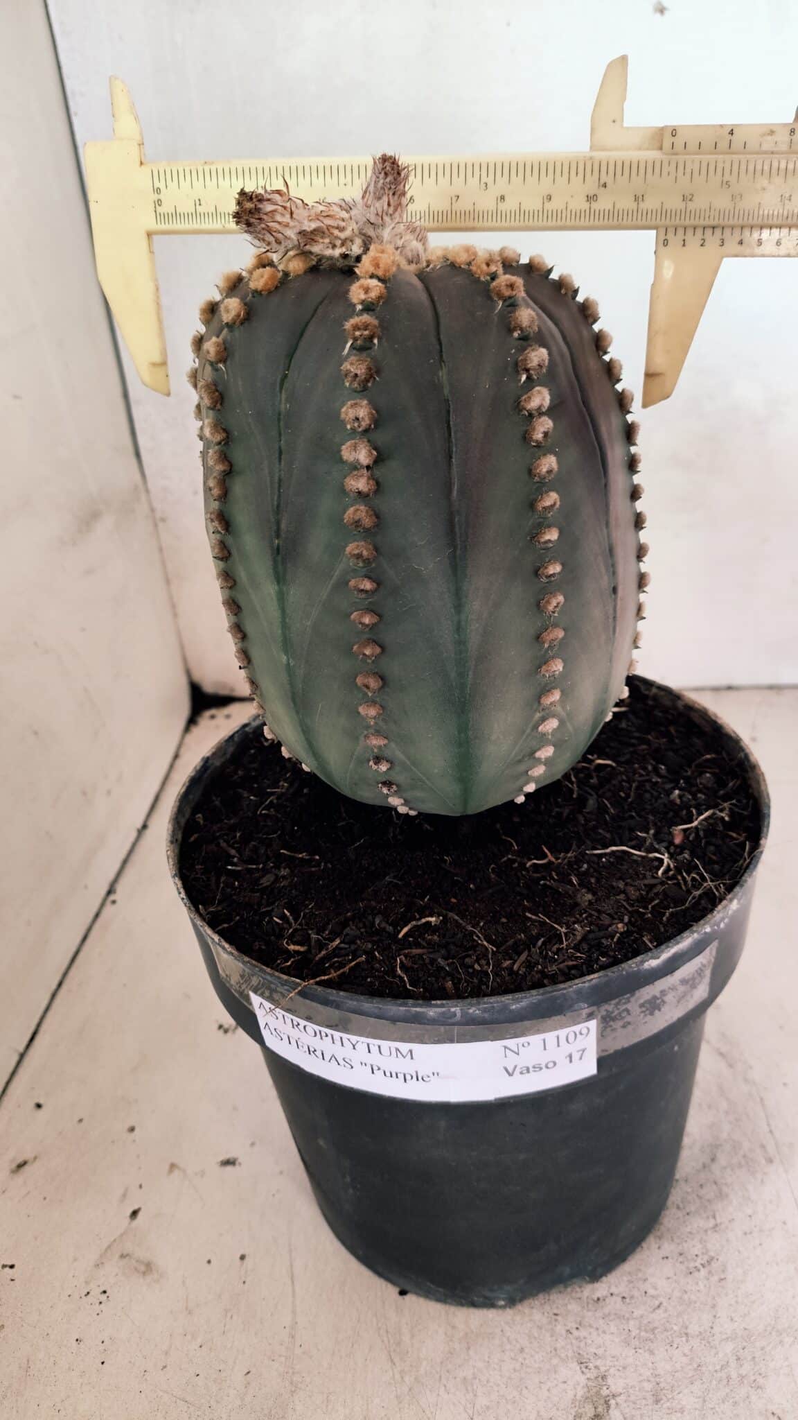 MATRIZ ASTROPHYTUM ASTÉRIAS "Purple" Nº 1109 – vaso 17 - foto 4