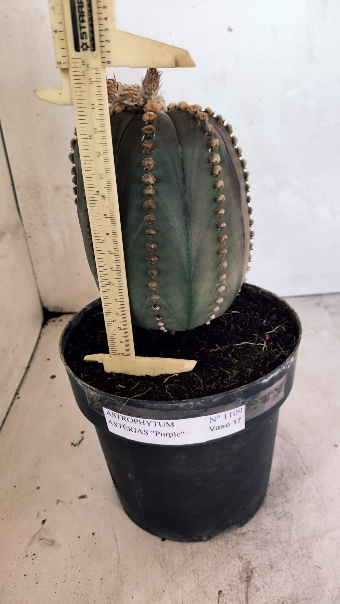 MATRIZ ASTROPHYTUM ASTÉRIAS "Purple" Nº 1109 – vaso 17 - foto 3