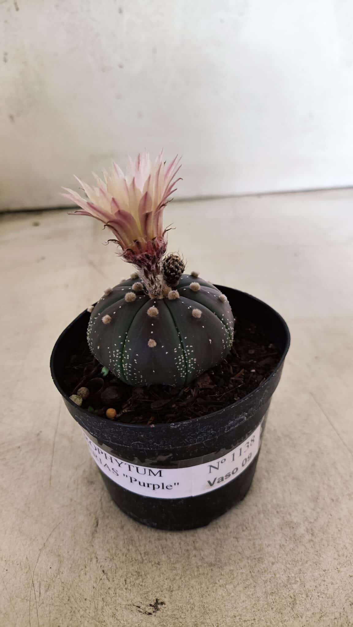 ASTROPHYTUM ASTERIAS “Purple”  Nº 1138 – vaso 09 - foto 2
