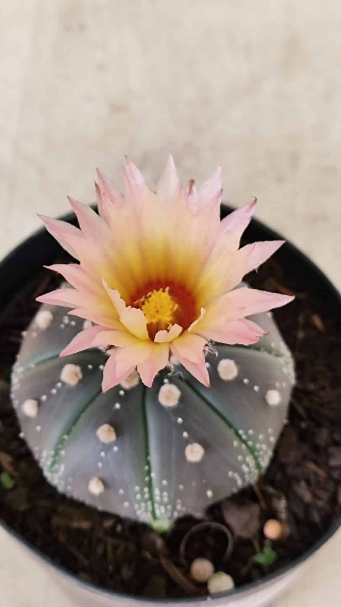 ASTROPHYTUM ASTERIAS “Purple”  Nº 1138 – vaso 09 - foto 8