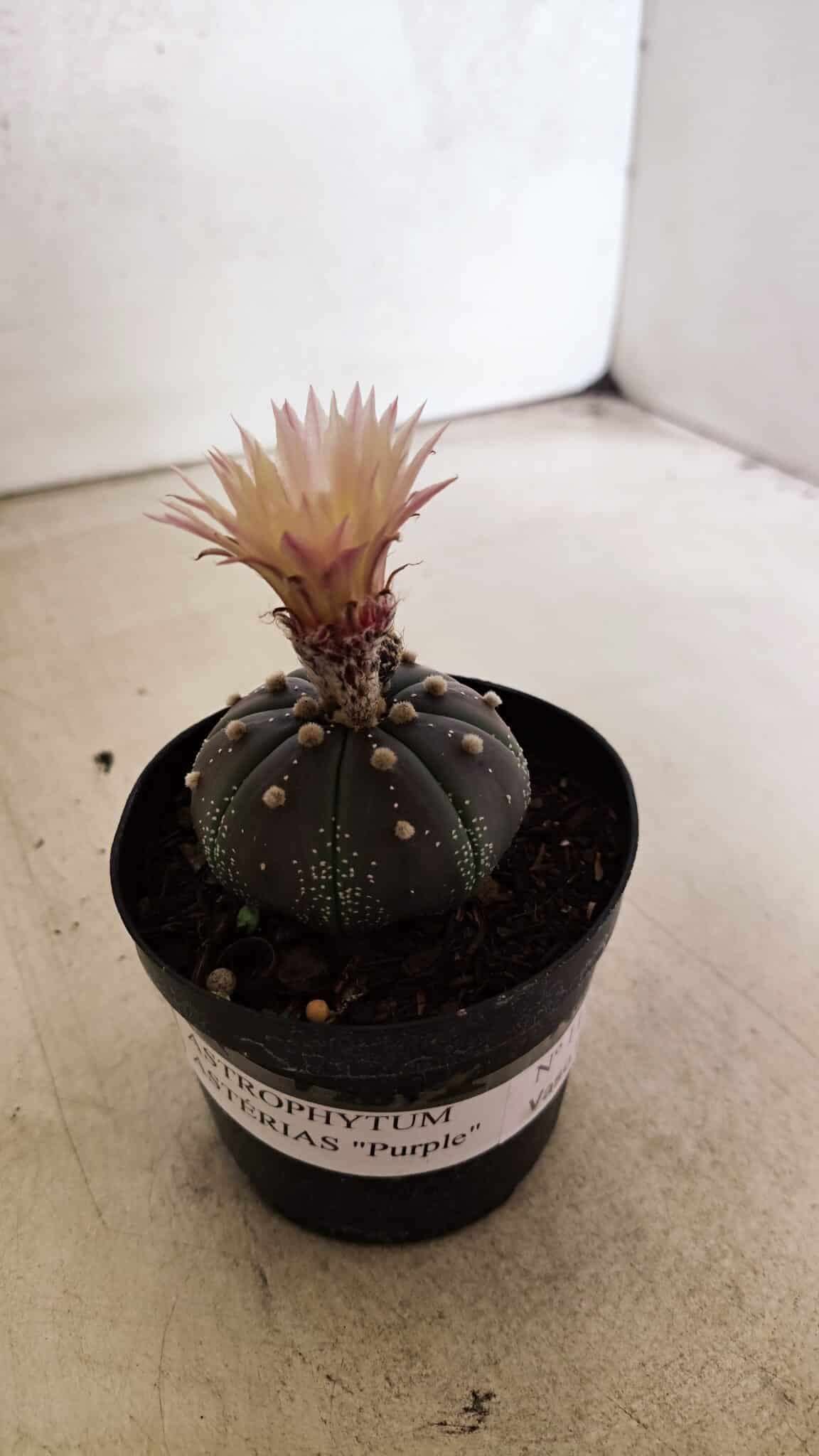 ASTROPHYTUM ASTERIAS “Purple”  Nº 1138 – vaso 09 - foto 12