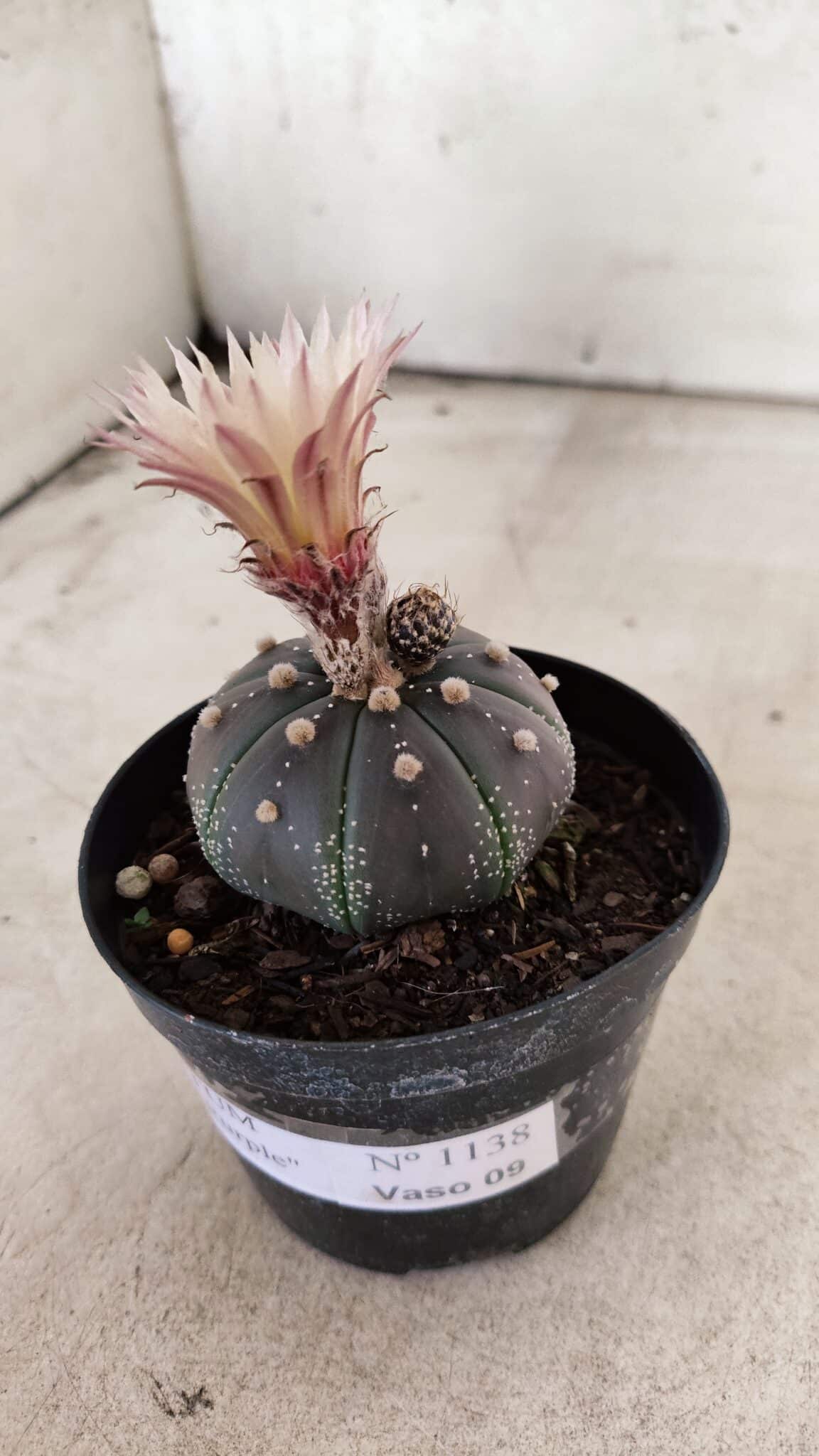 ASTROPHYTUM ASTERIAS “Purple”  Nº 1138 – vaso 09 - foto 11