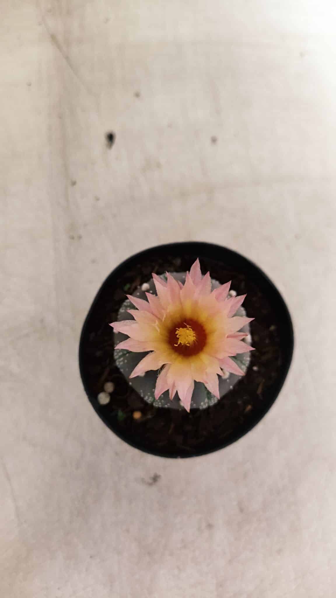 ASTROPHYTUM ASTERIAS “Purple”  Nº 1138 – vaso 09 - foto 3
