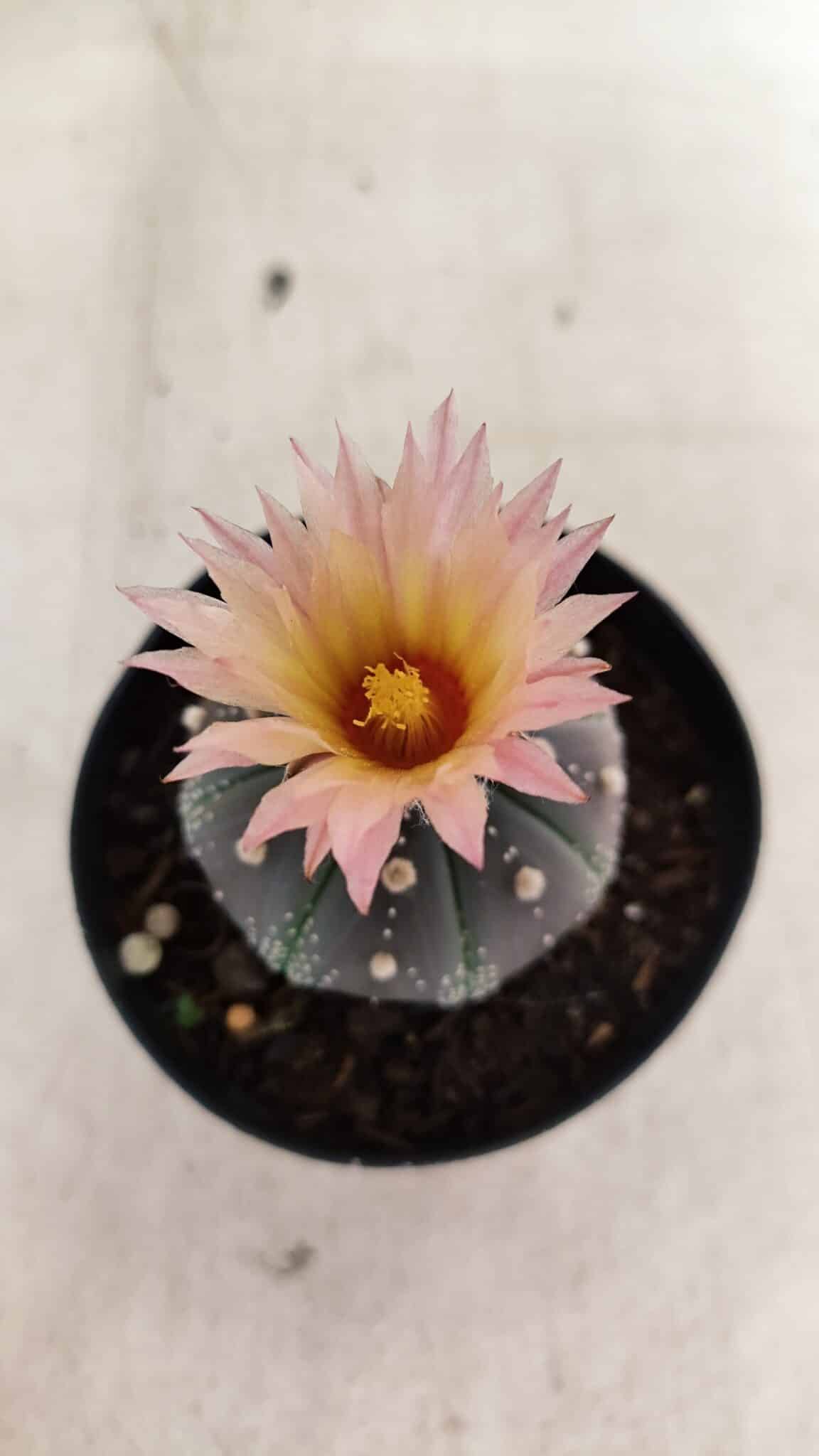 ASTROPHYTUM ASTERIAS “Purple”  Nº 1138 – vaso 09 - foto 7