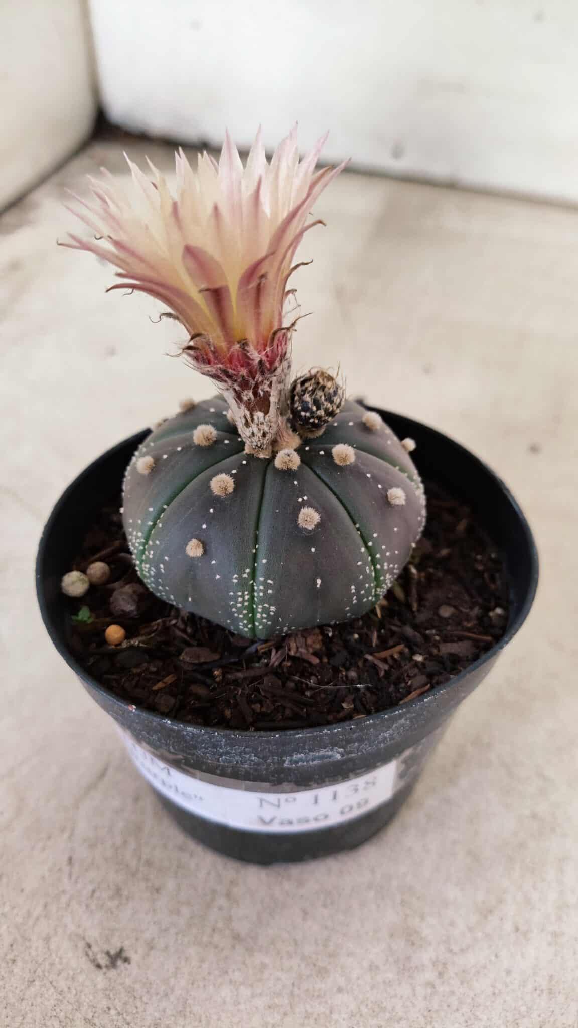 ASTROPHYTUM ASTERIAS “Purple”  Nº 1138 – vaso 09 - foto 10
