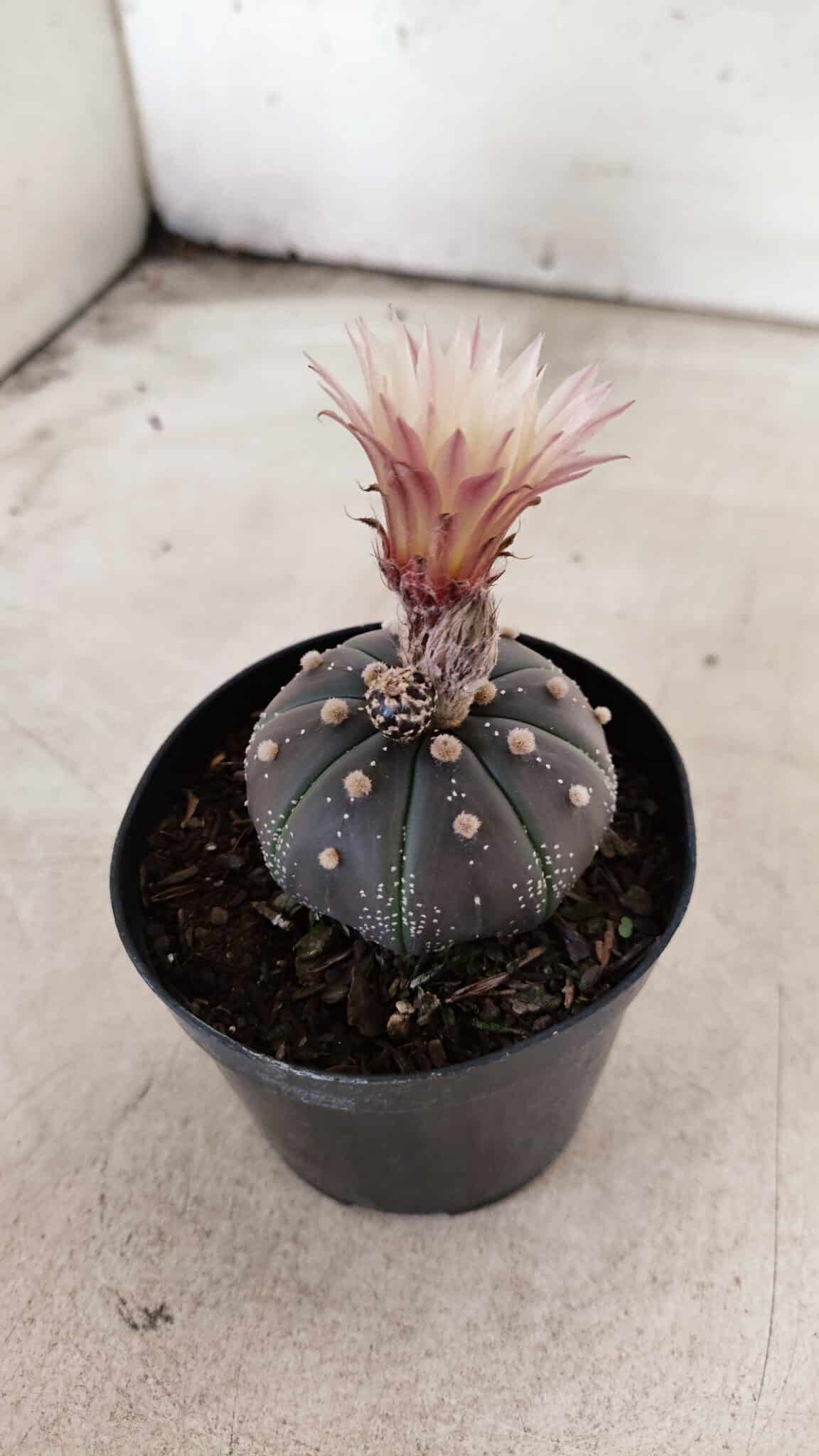 ASTROPHYTUM ASTERIAS “Purple”  Nº 1138 – vaso 09 - foto 9