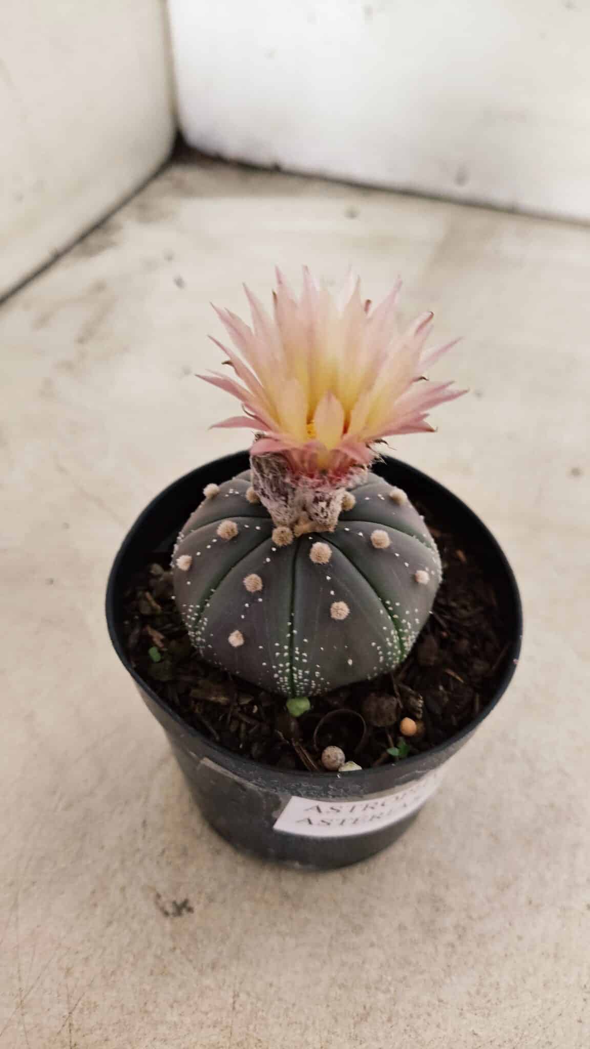 ASTROPHYTUM ASTERIAS “Purple”  Nº 1138 – vaso 09 - foto 6