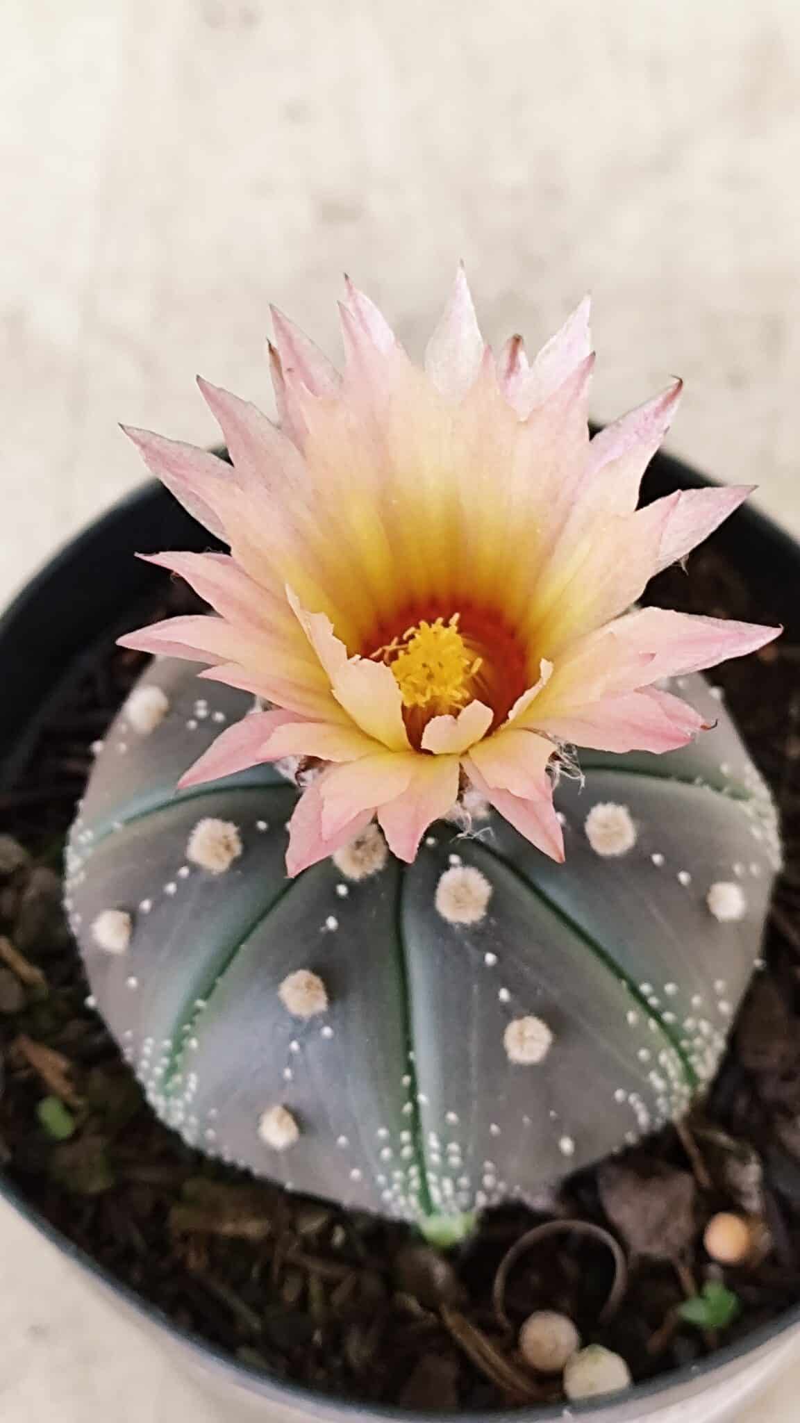ASTROPHYTUM ASTERIAS “Purple”  Nº 1138 – vaso 09 - foto 5