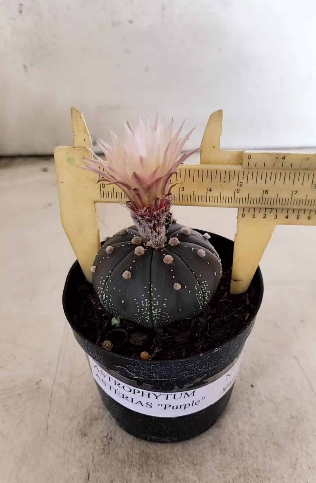 ASTROPHYTUM ASTERIAS “Purple”  Nº 1138 – vaso 09 - foto 4