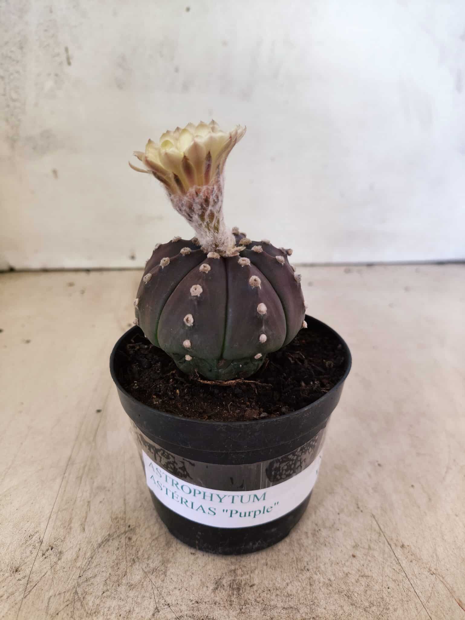 ASTROPHYTUM ASTERIAS “Purple”  Nº 1150 – vaso 09 - foto 2