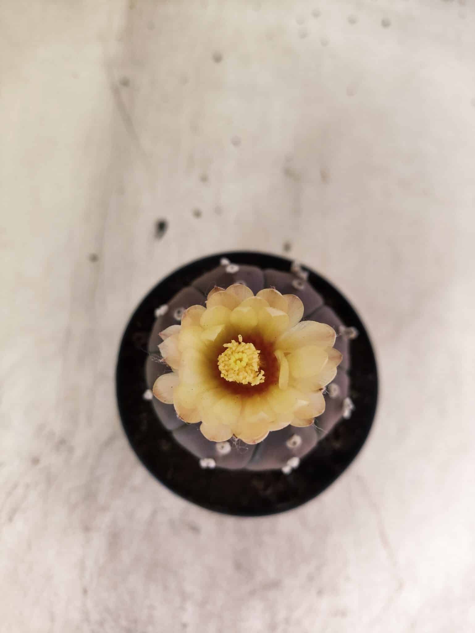 ASTROPHYTUM ASTERIAS “Purple”  Nº 1150 – vaso 09 - foto 3