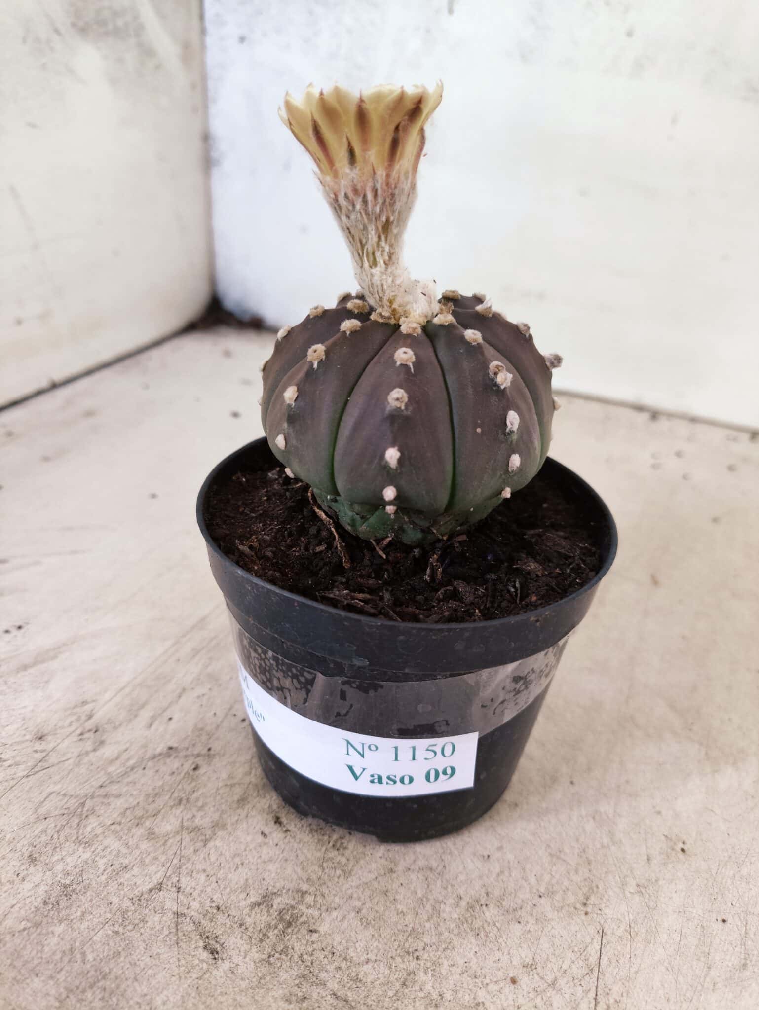 ASTROPHYTUM ASTERIAS “Purple”  Nº 1150 – vaso 09 - foto 7