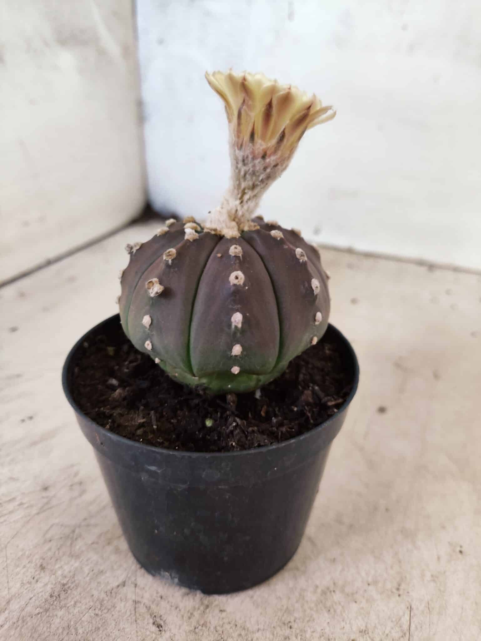 ASTROPHYTUM ASTERIAS “Purple”  Nº 1150 – vaso 09 - foto 6