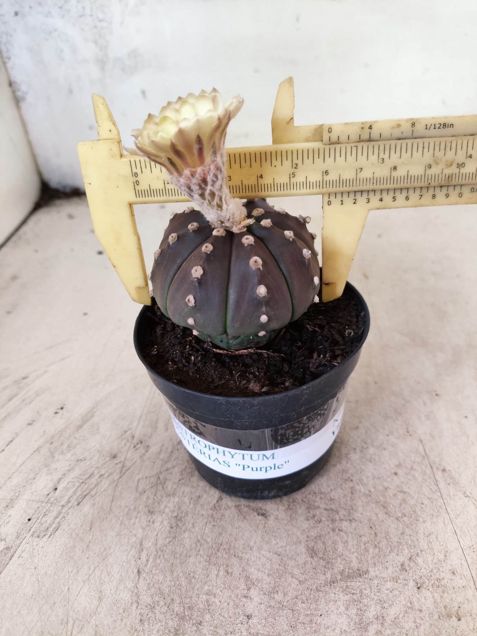 ASTROPHYTUM ASTERIAS “Purple”  Nº 1150 – vaso 09 - foto 4